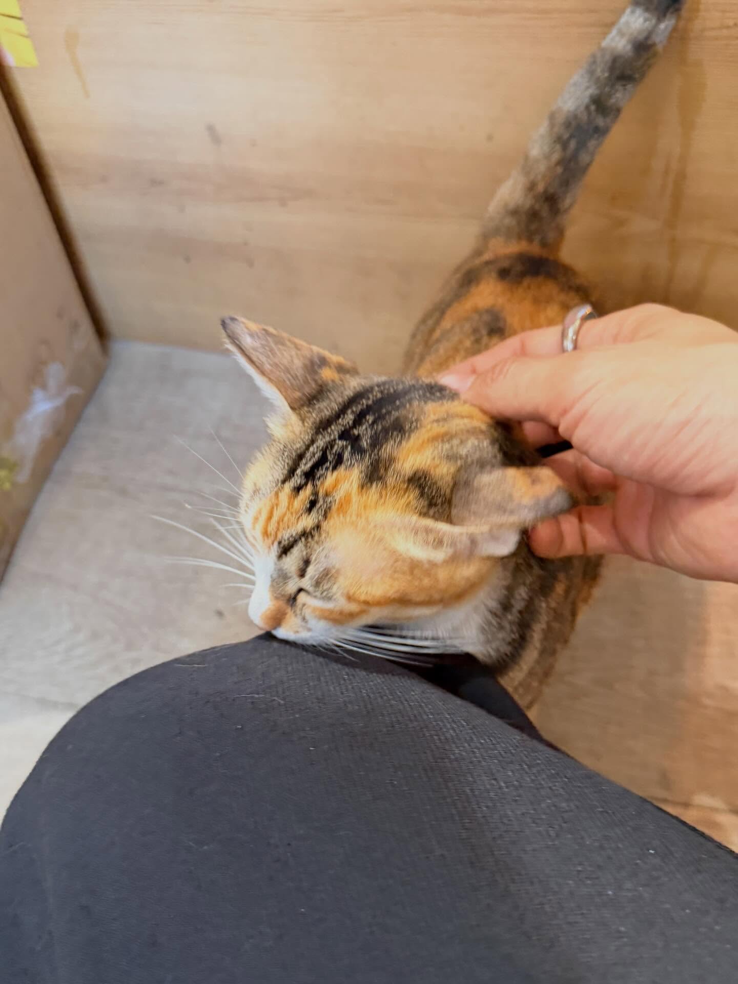 เวฟ - คูเปยจง