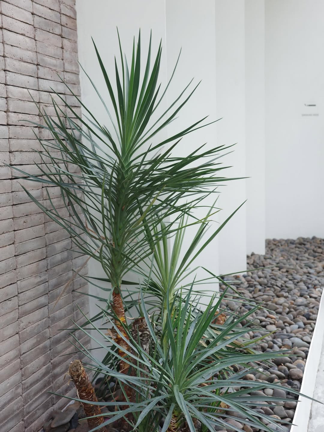 เวฟ - คูเปยจง