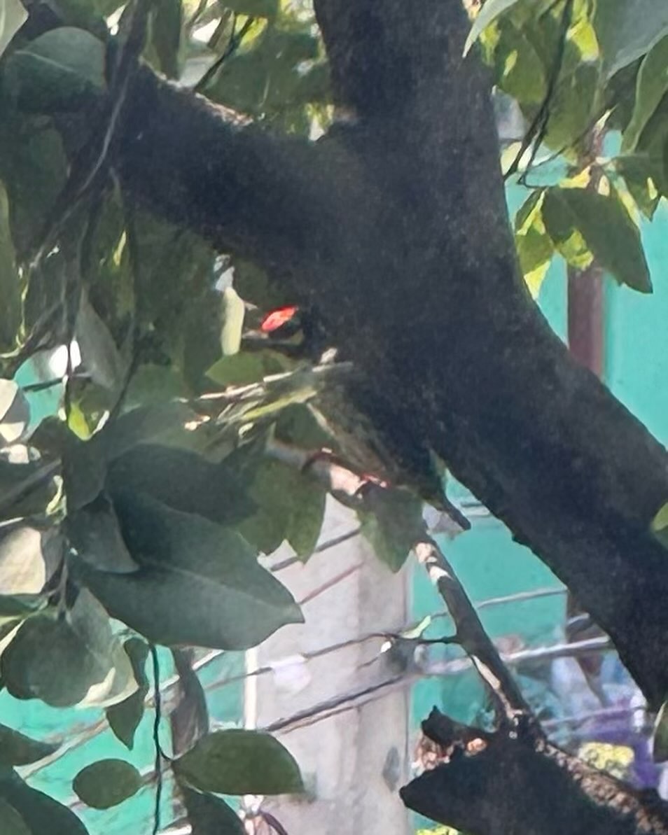 เต้ย - จรินทร์พร จุนเกียรติ