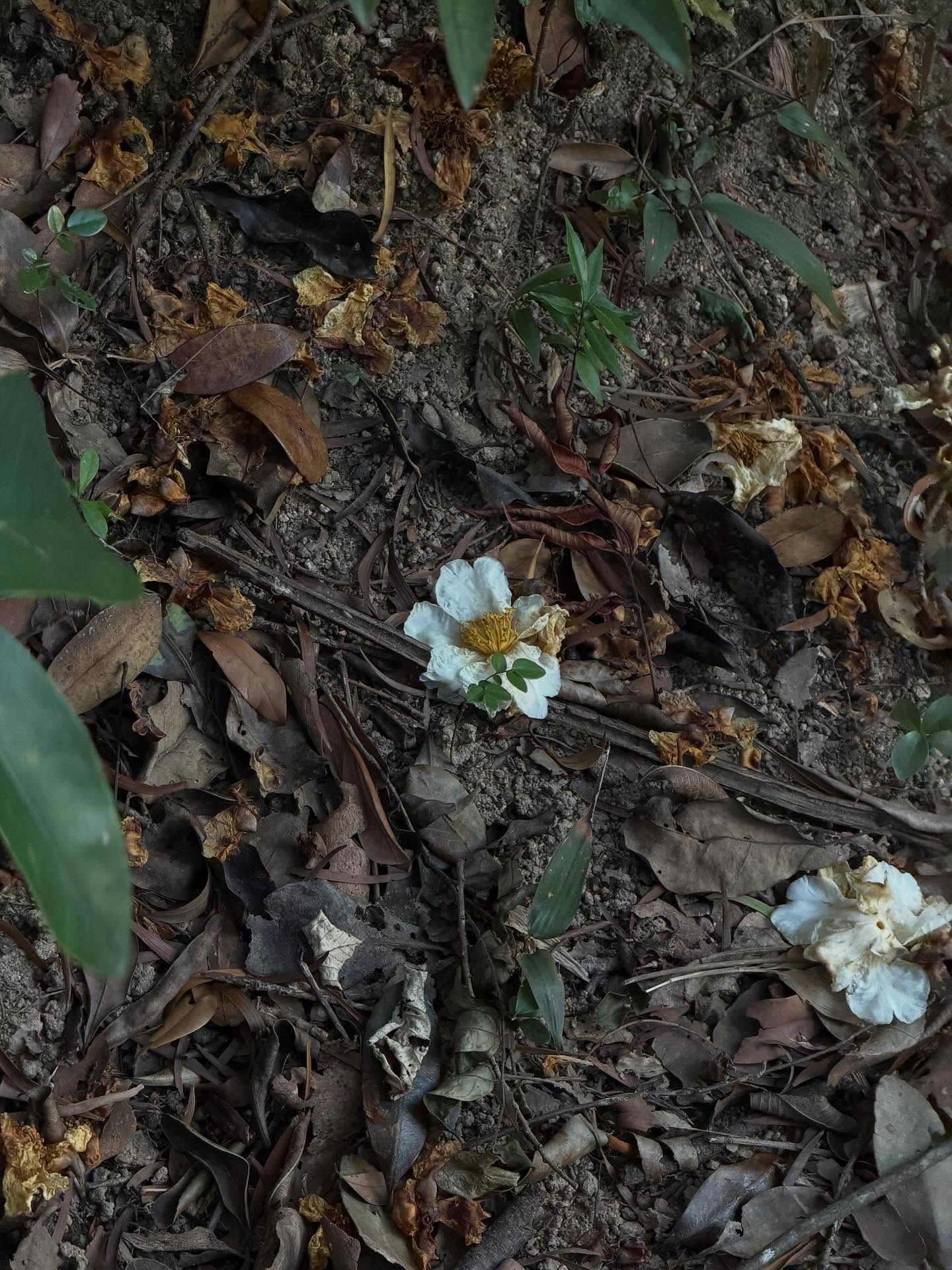 เต้ย - จรินทร์พร จุนเกียรติ