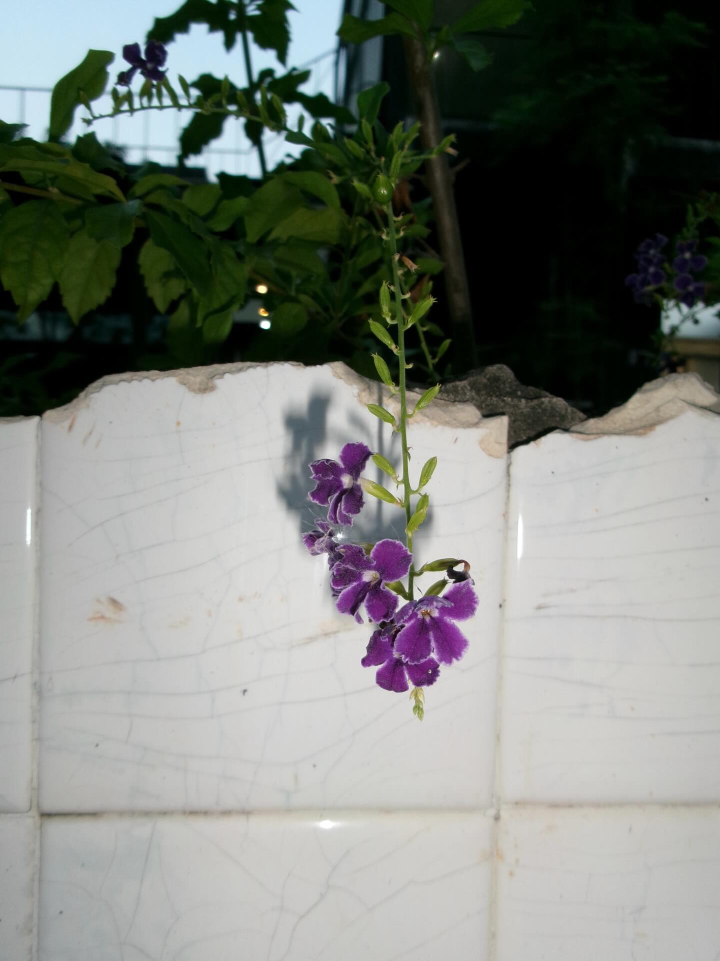 เต้ย - จรินทร์พร จุนเกียรติ