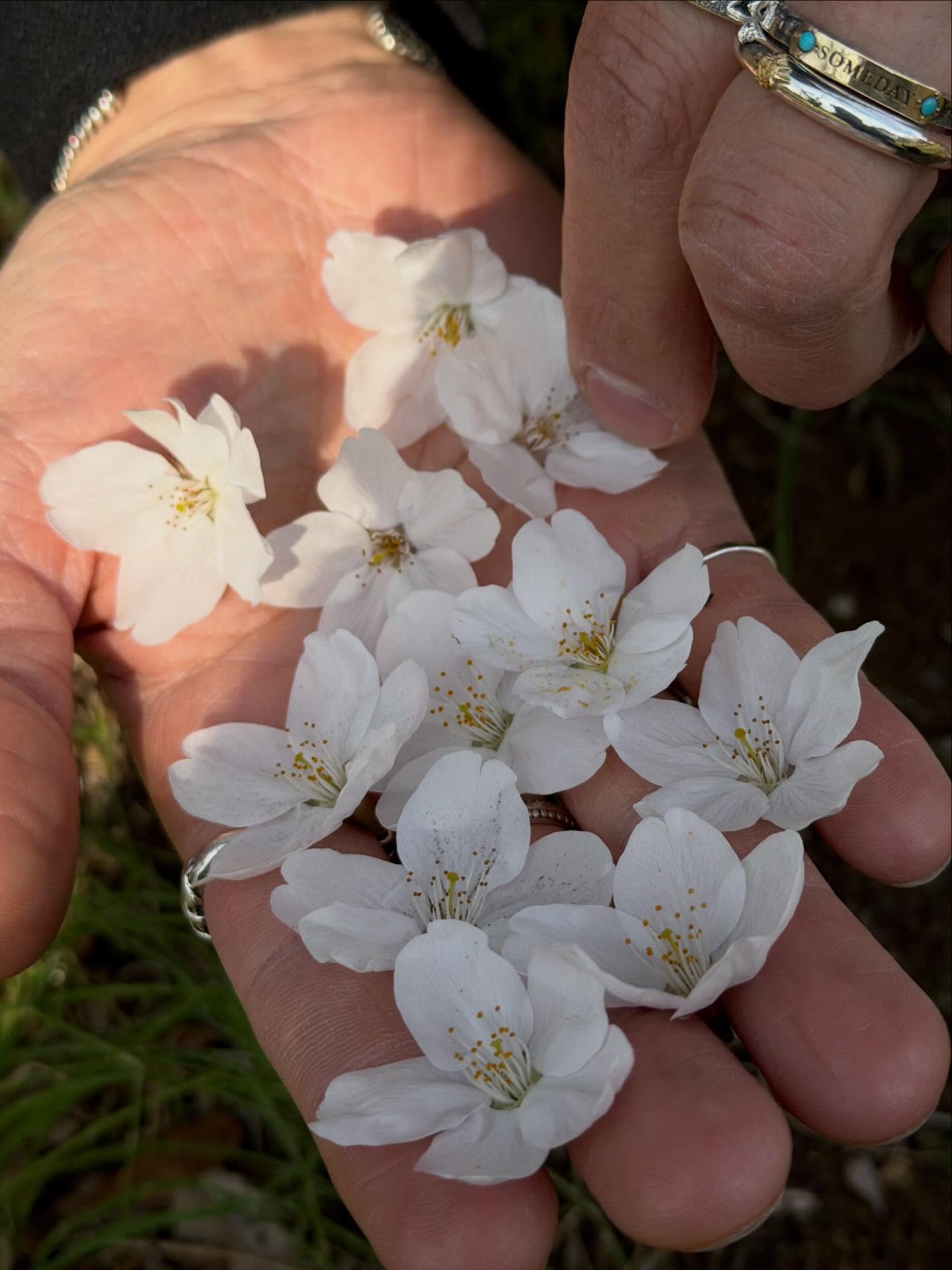 เต้ย - จรินทร์พร จุนเกียรติ