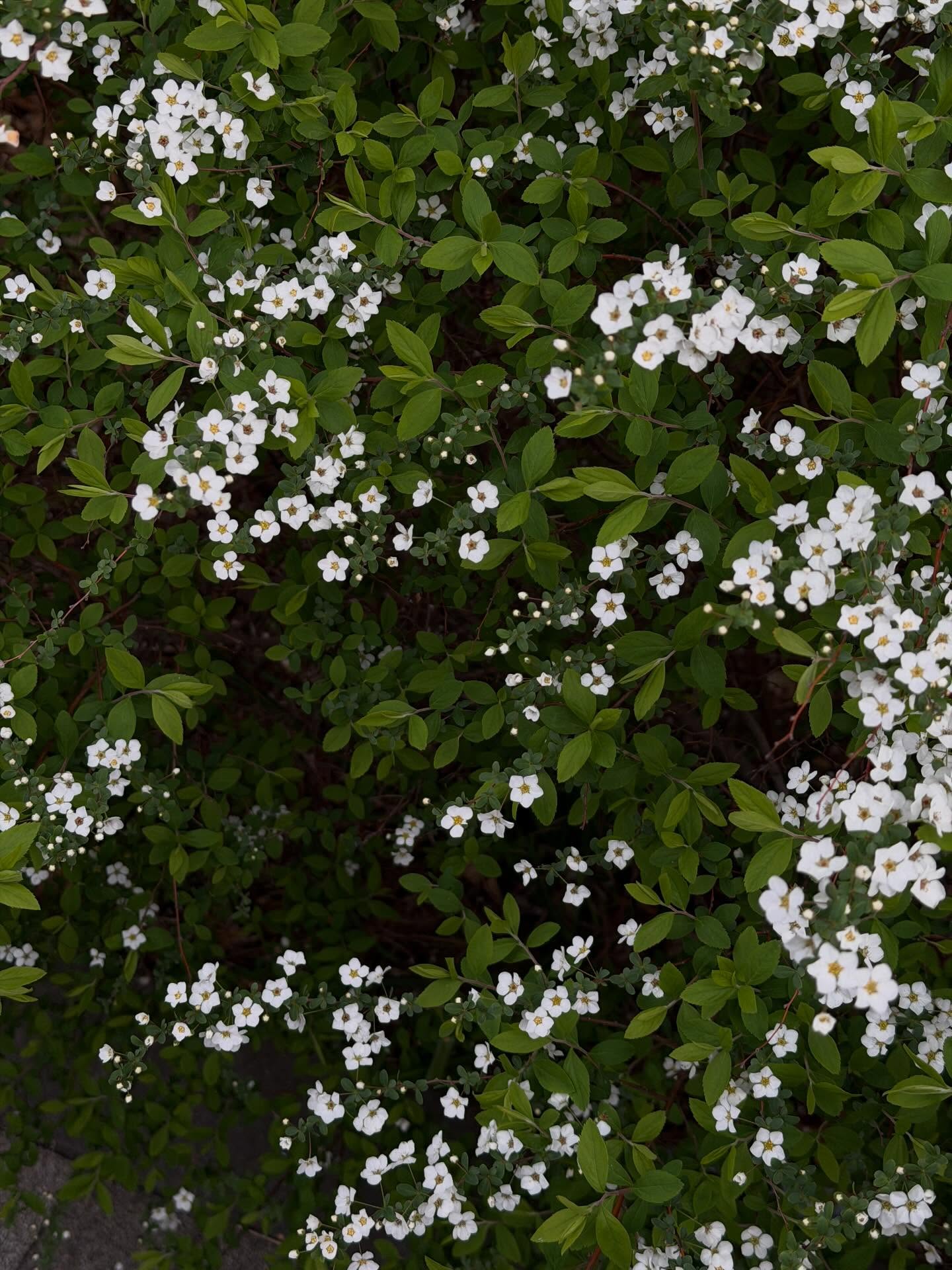 เต้ย - จรินทร์พร จุนเกียรติ