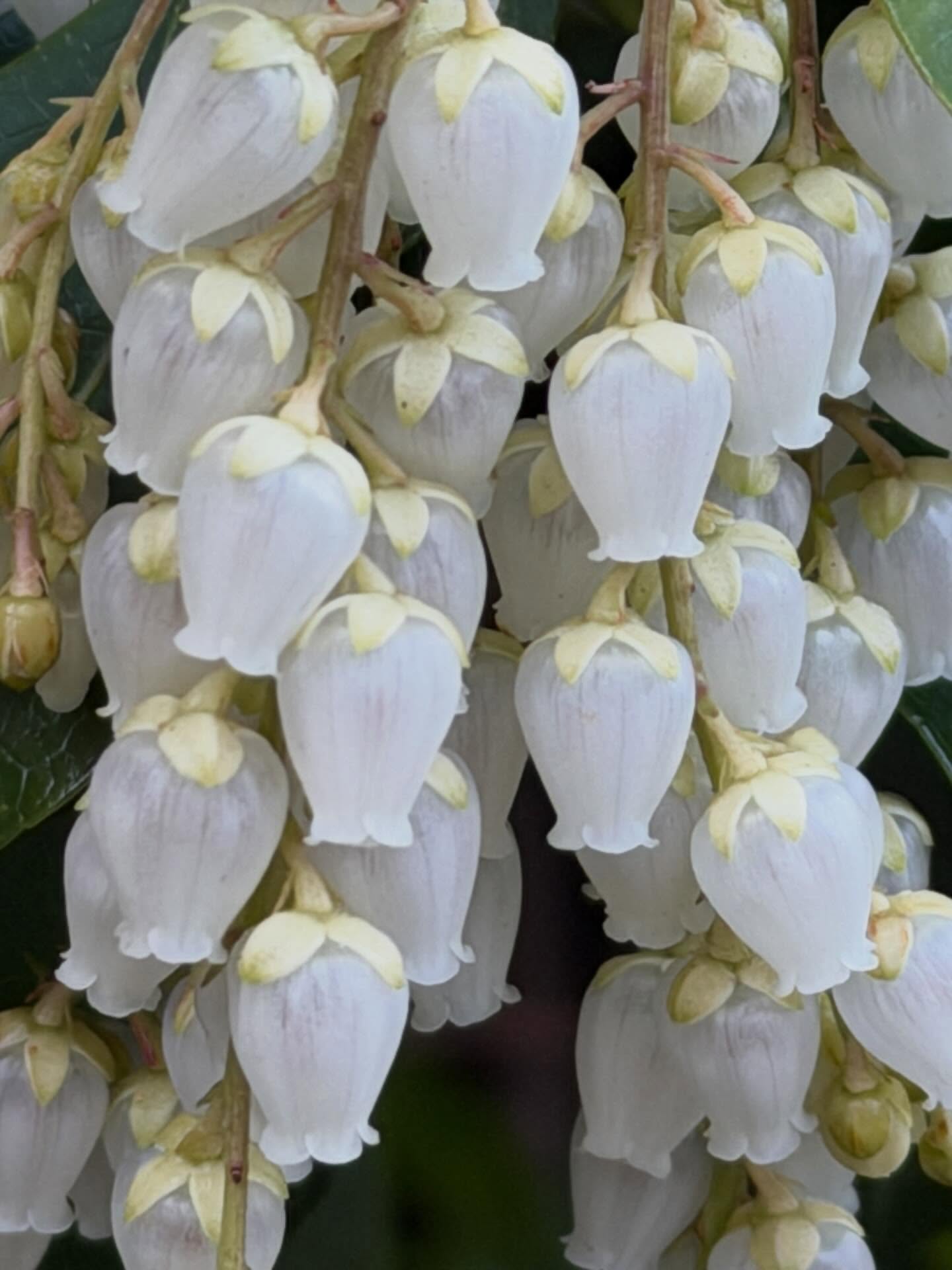 เต้ย - จรินทร์พร จุนเกียรติ