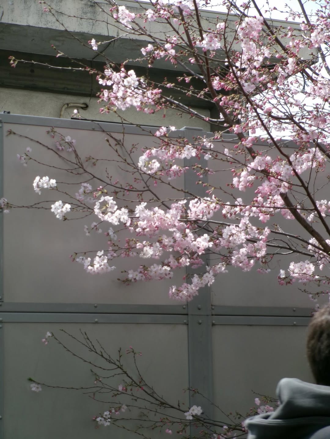 เต้ย - จรินทร์พร จุนเกียรติ