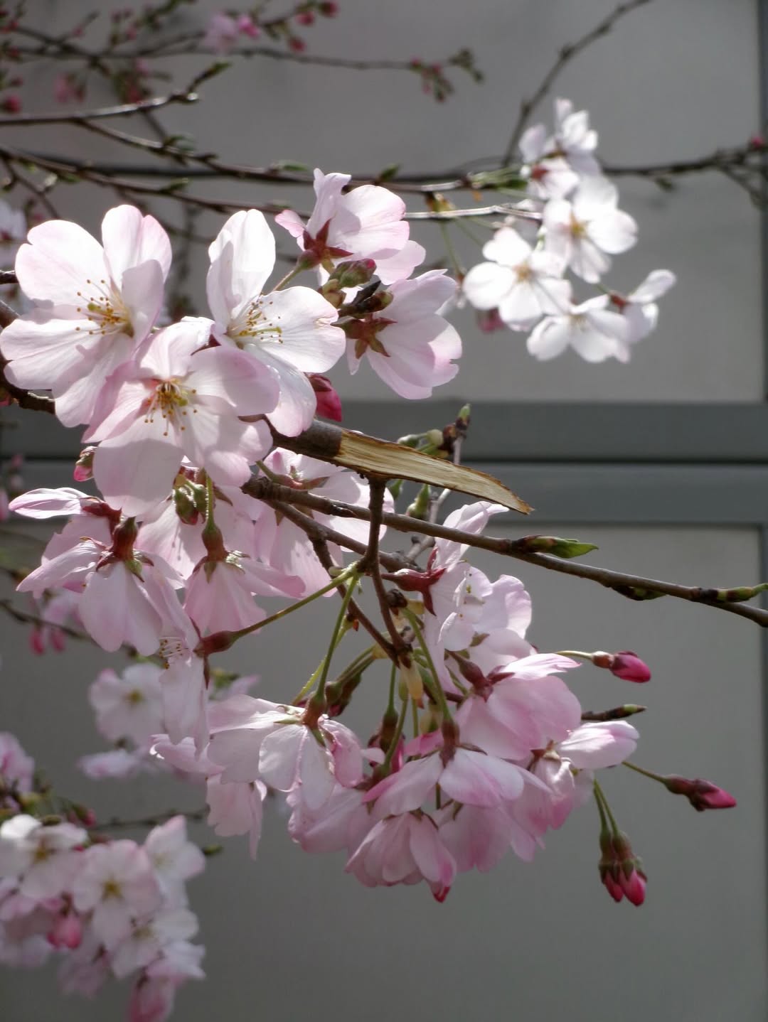 เต้ย - จรินทร์พร จุนเกียรติ