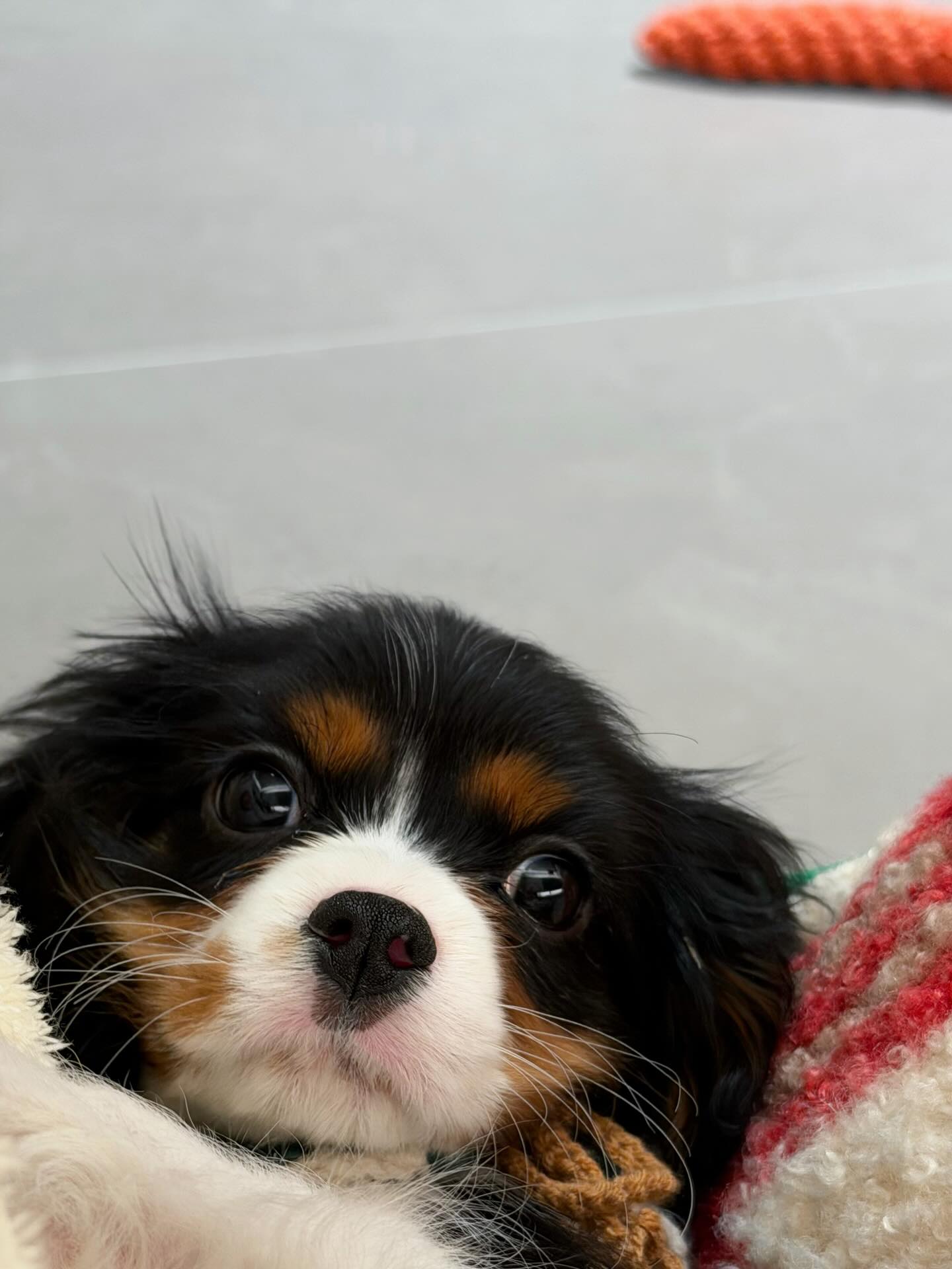 แพทริค - ณัฐวรรธ์ ฟิงค์เลอร์