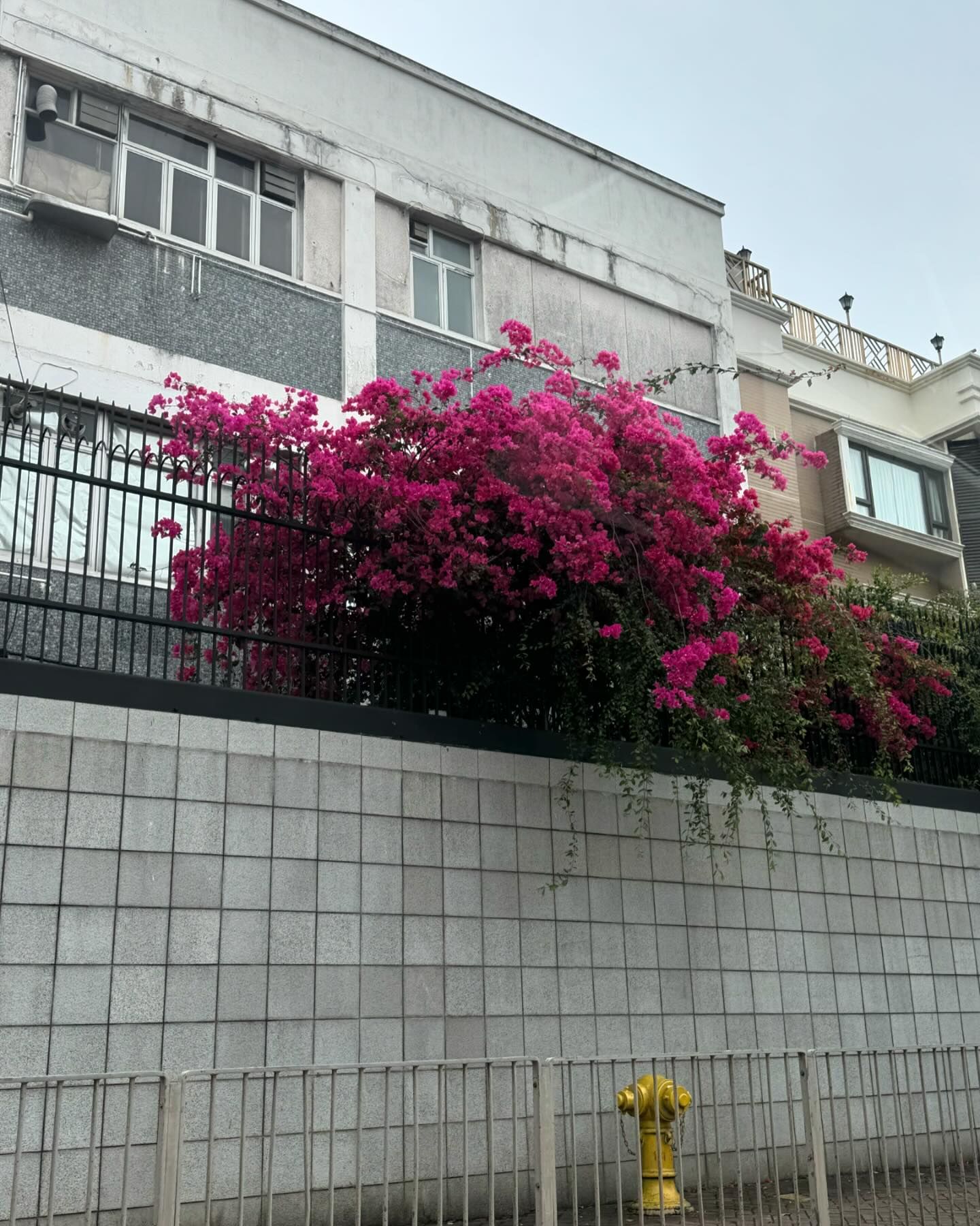 ฟรีน - สโรชา จันทร์กิมฮะ