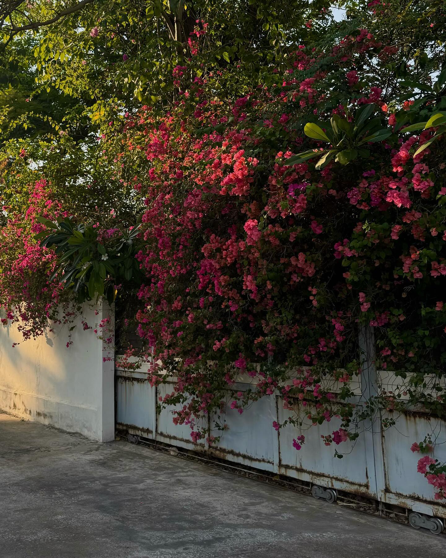 ฟรีน - สโรชา จันทร์กิมฮะ