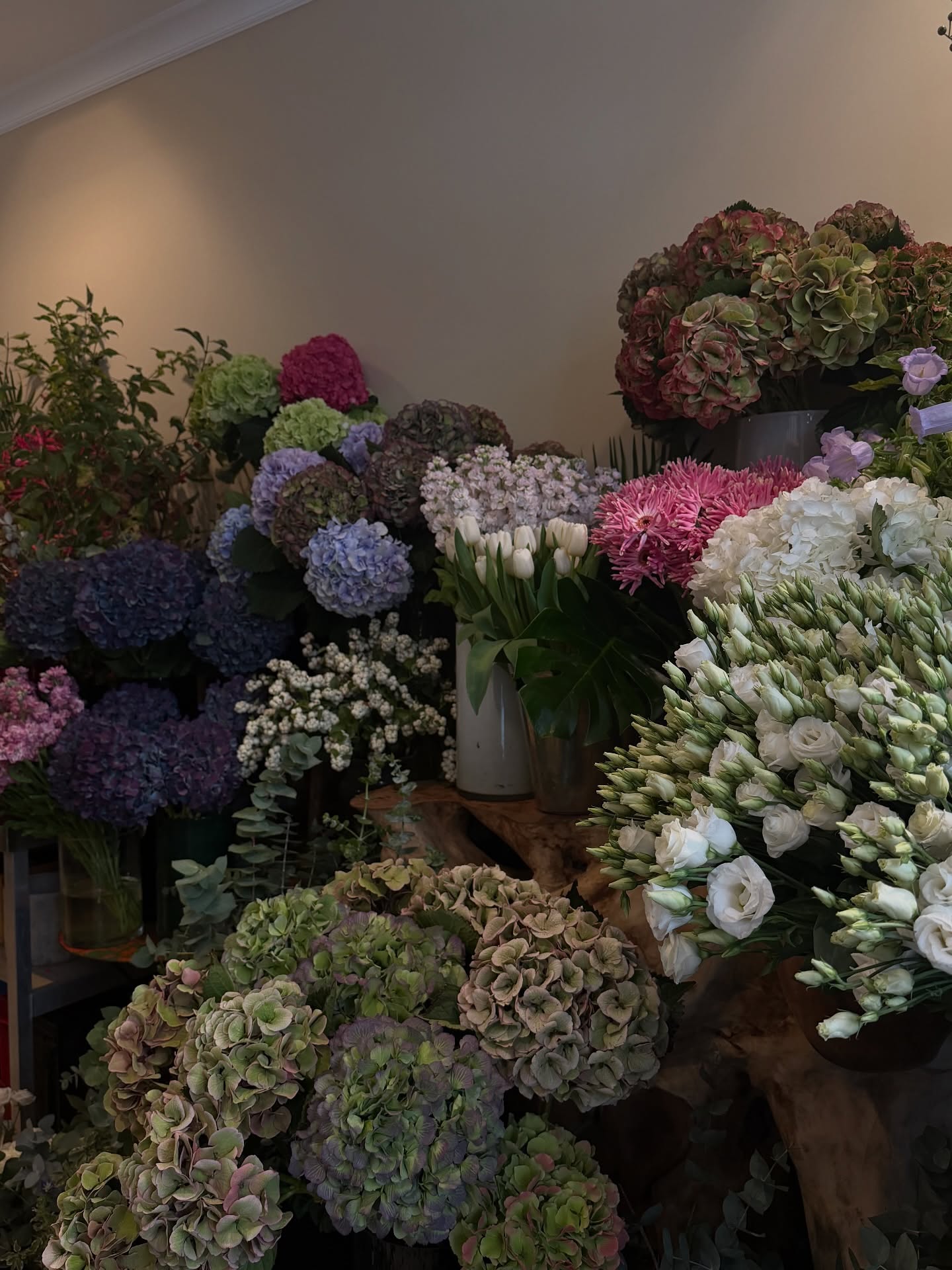 ฟรีน - สโรชา จันทร์กิมฮะ