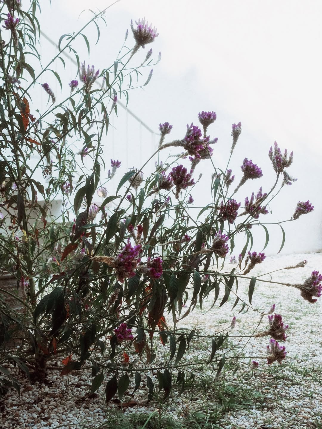 ฟรีน - สโรชา จันทร์กิมฮะ