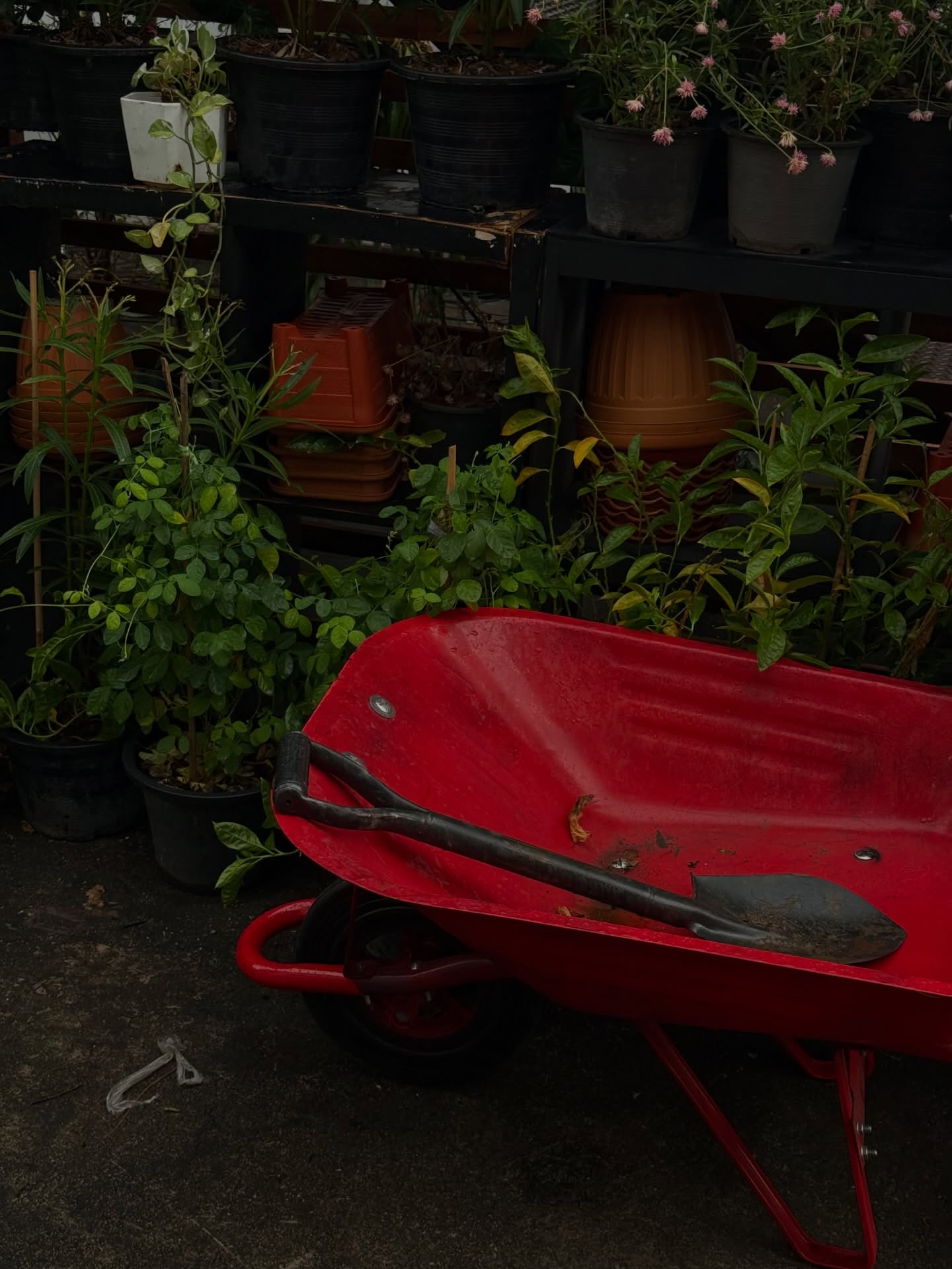 ฟรีน - สโรชา จันทร์กิมฮะ