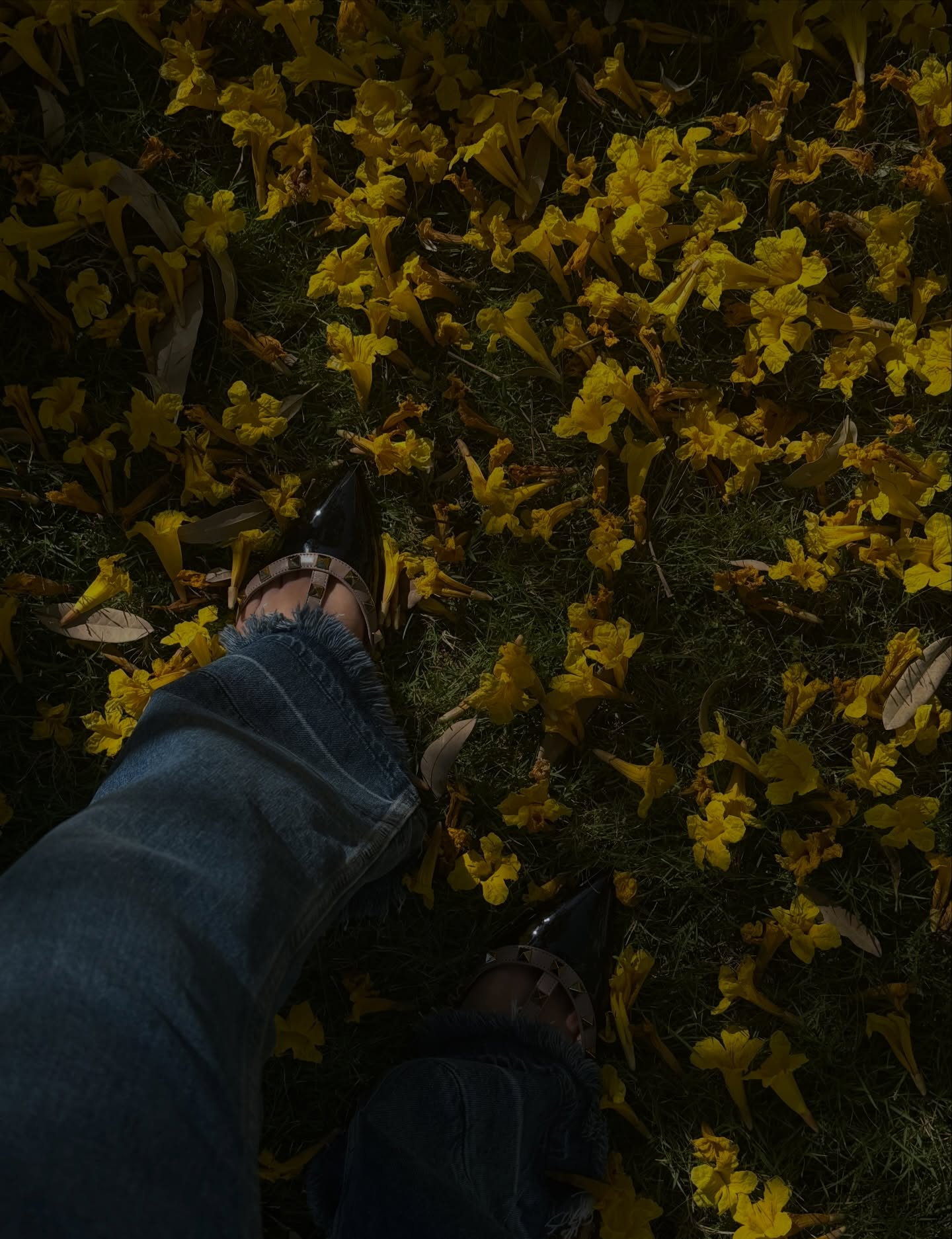 ฟรีน - สโรชา จันทร์กิมฮะ