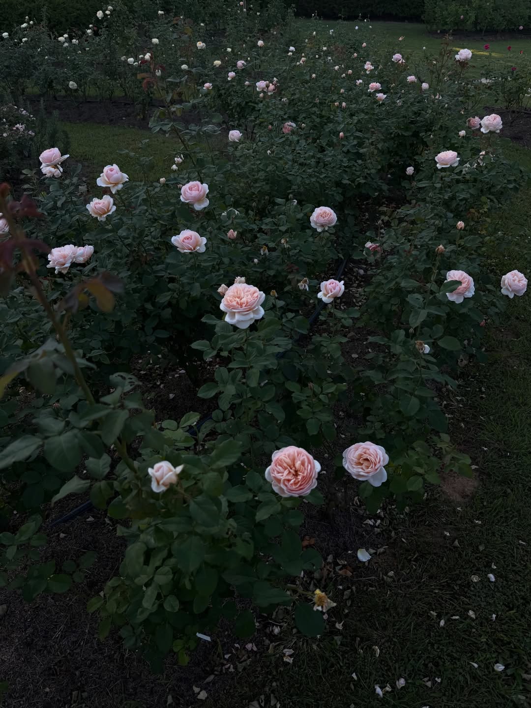 ฟรีน - สโรชา จันทร์กิมฮะ