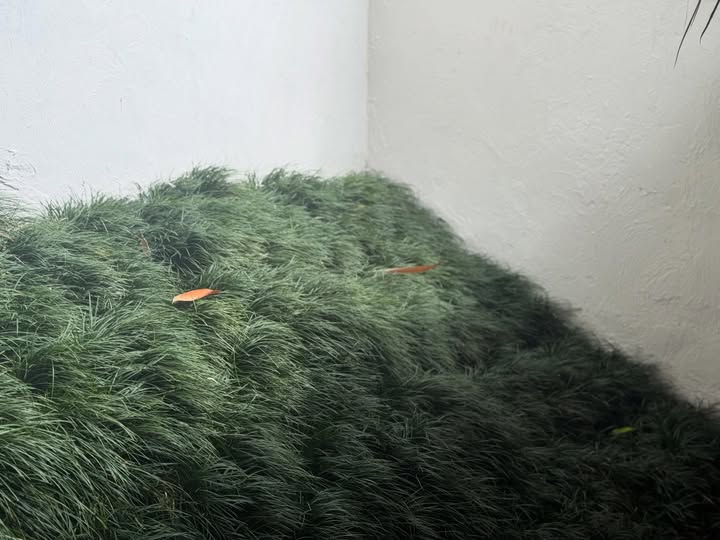 เป๊ก - เปรมณัช สุวรรณานนท์