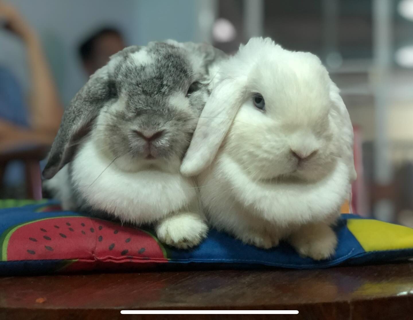 ป๋อมแป๋ม - นิติ ชัยชิตาทร