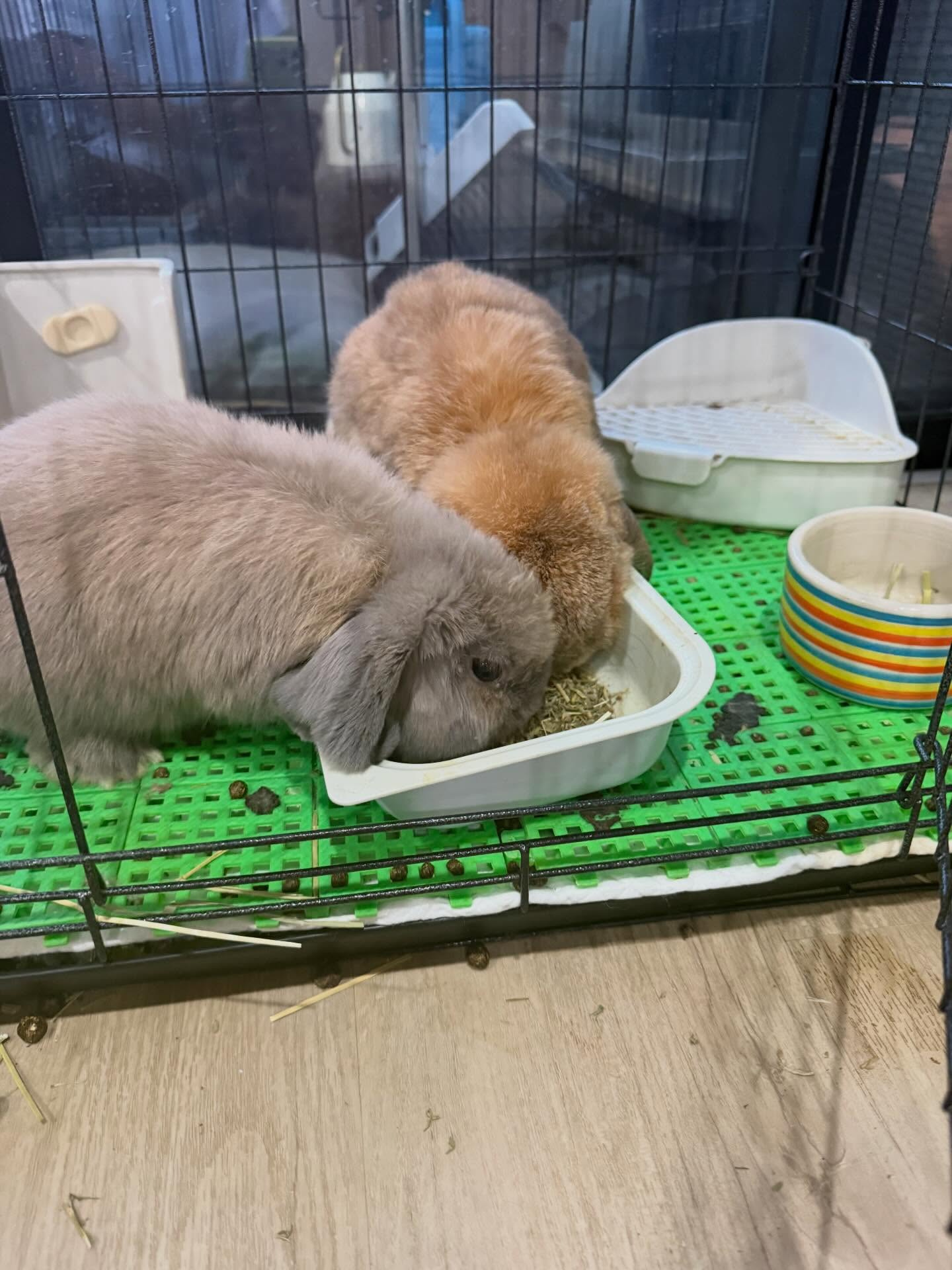 ป๋อมแป๋ม - นิติ ชัยชิตาทร