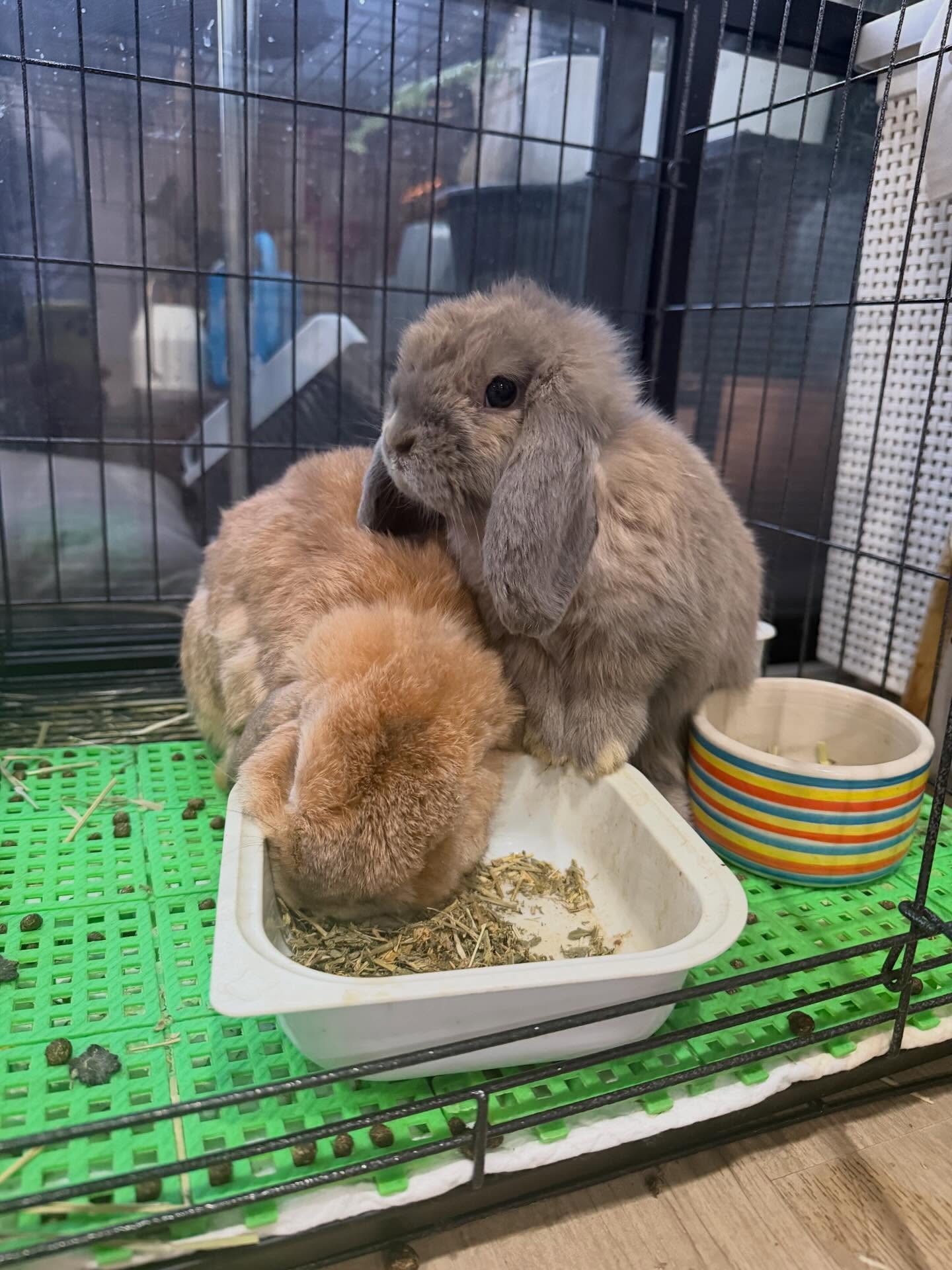 ป๋อมแป๋ม - นิติ ชัยชิตาทร