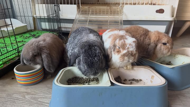 ป๋อมแป๋ม - นิติ ชัยชิตาทร