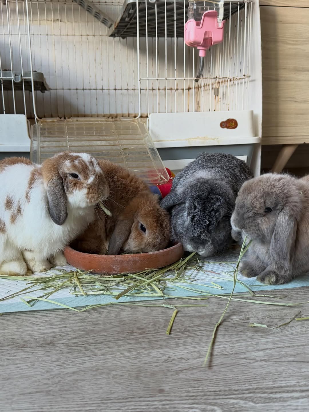 ป๋อมแป๋ม - นิติ ชัยชิตาทร