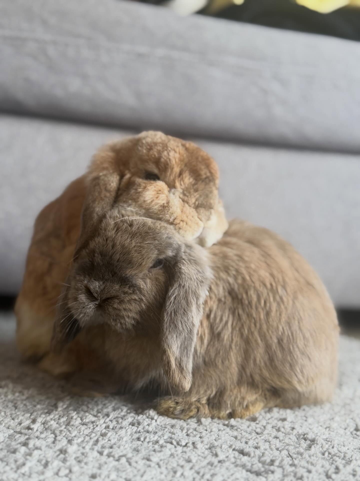 ป๋อมแป๋ม - นิติ ชัยชิตาทร