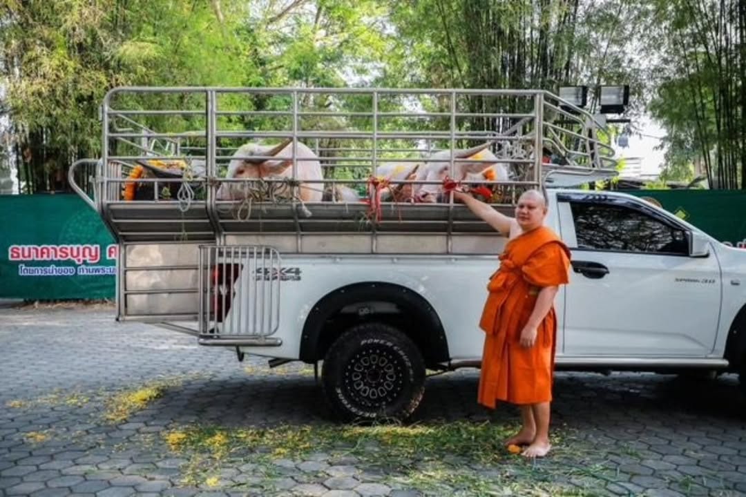 เชียร์ - ฑิฆัมพร ฤทธิ์ธาอภินันท์