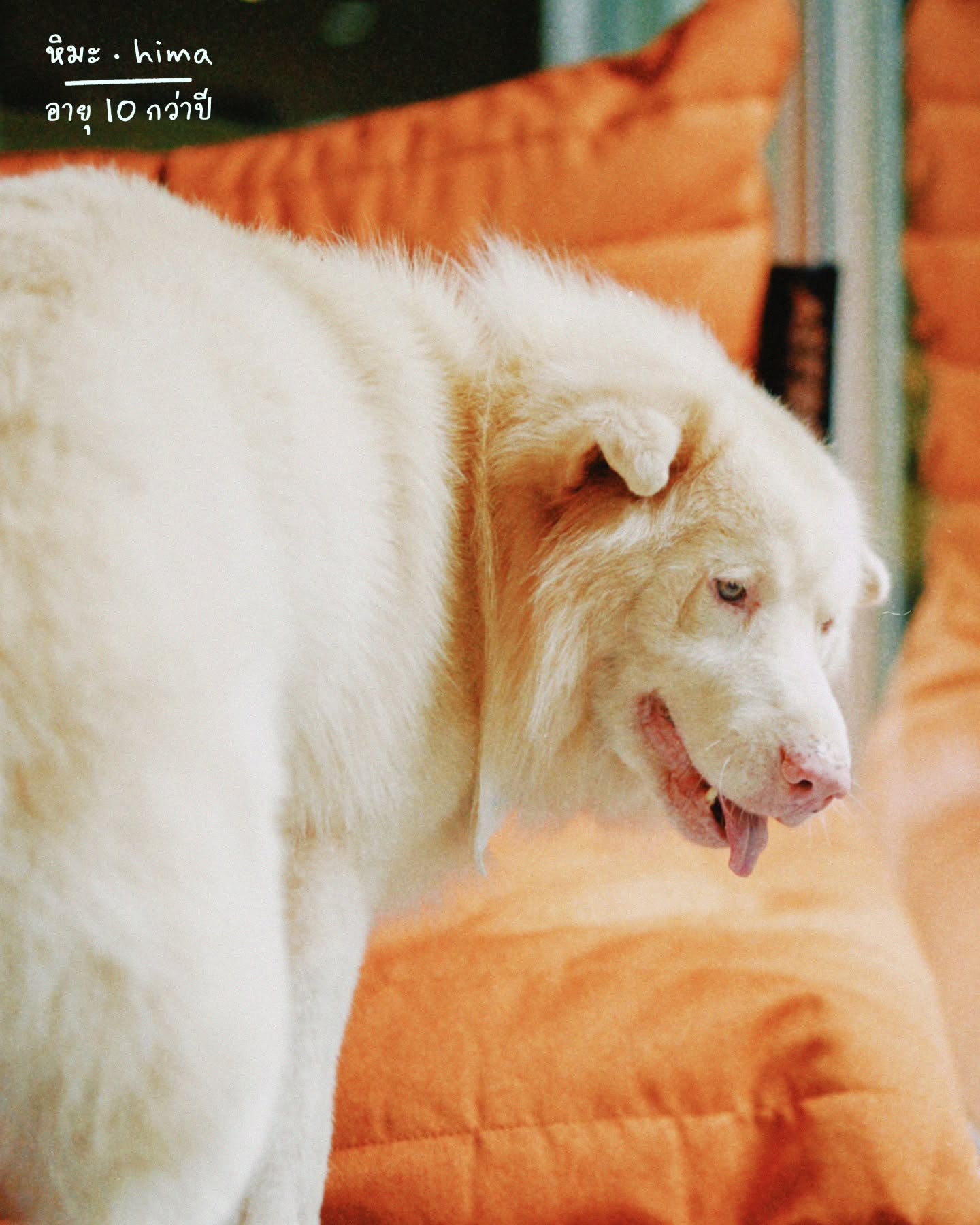 เจ้านาย - จินเจษฎ์ วรรธนะสิน