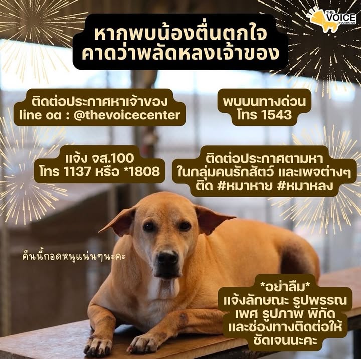 บุ๋ม - ปนัดดา วงศ์ผู้ดี