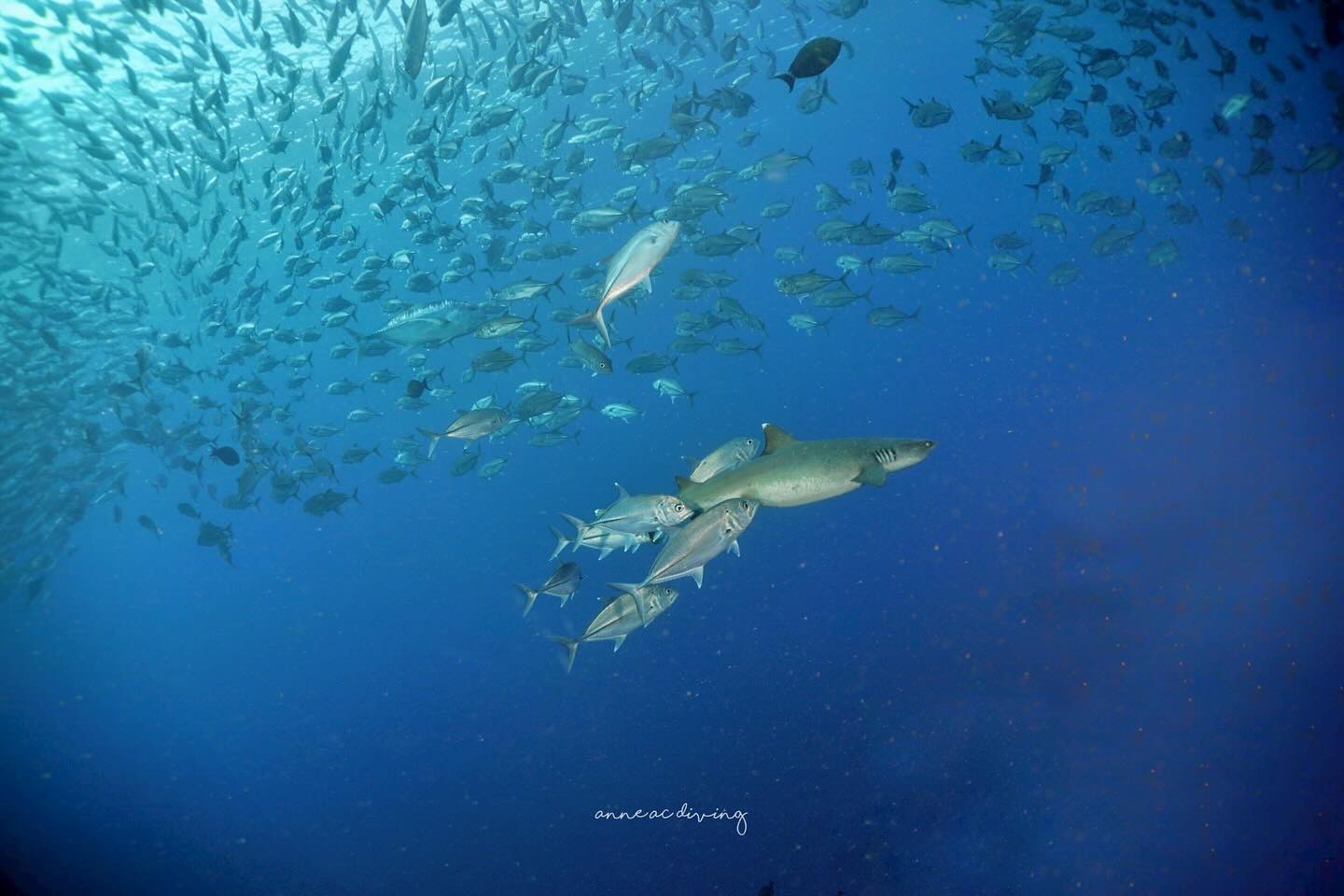 บุ๋ม - ปนัดดา วงศ์ผู้ดี