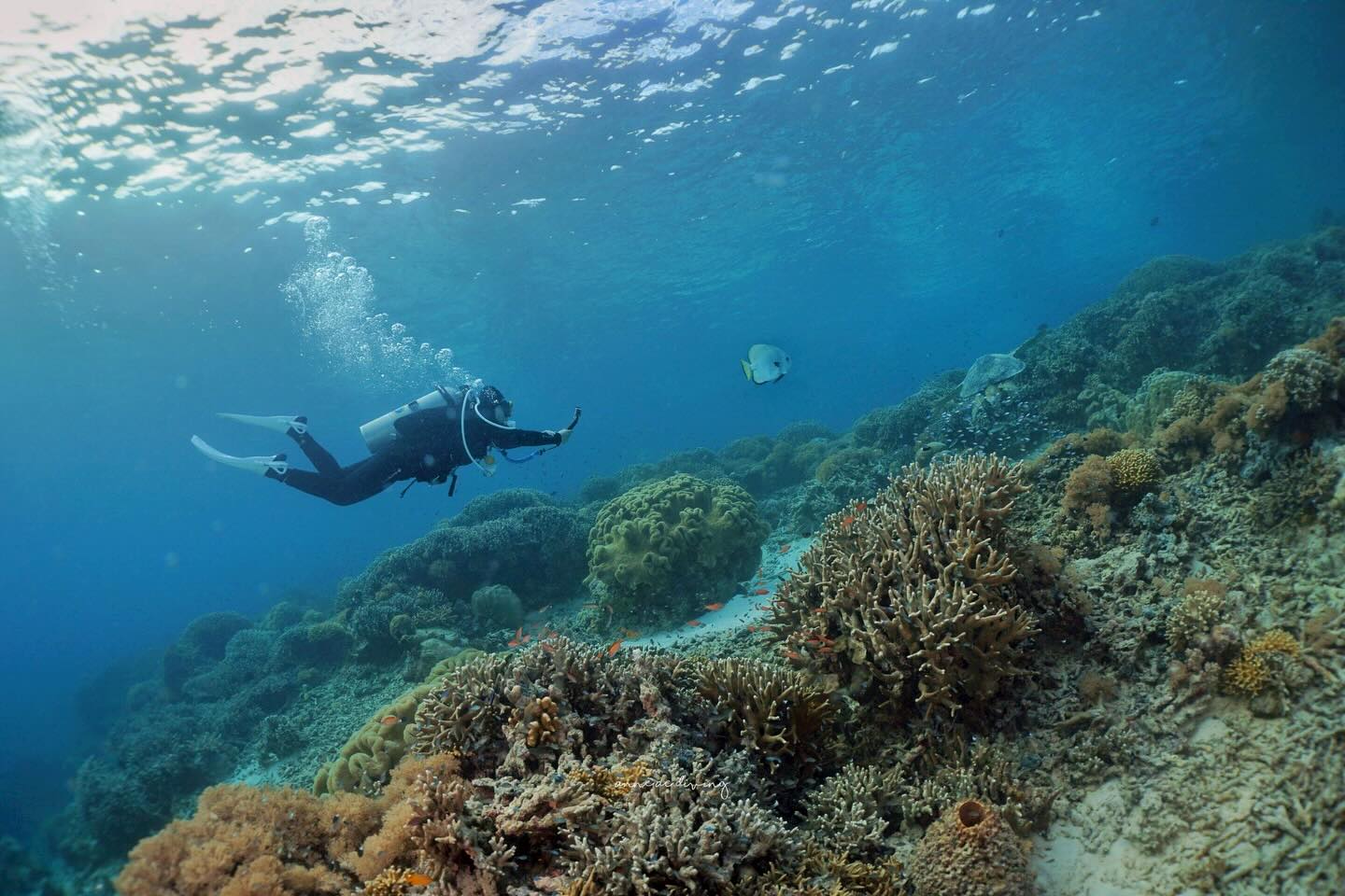 บุ๋ม - ปนัดดา วงศ์ผู้ดี