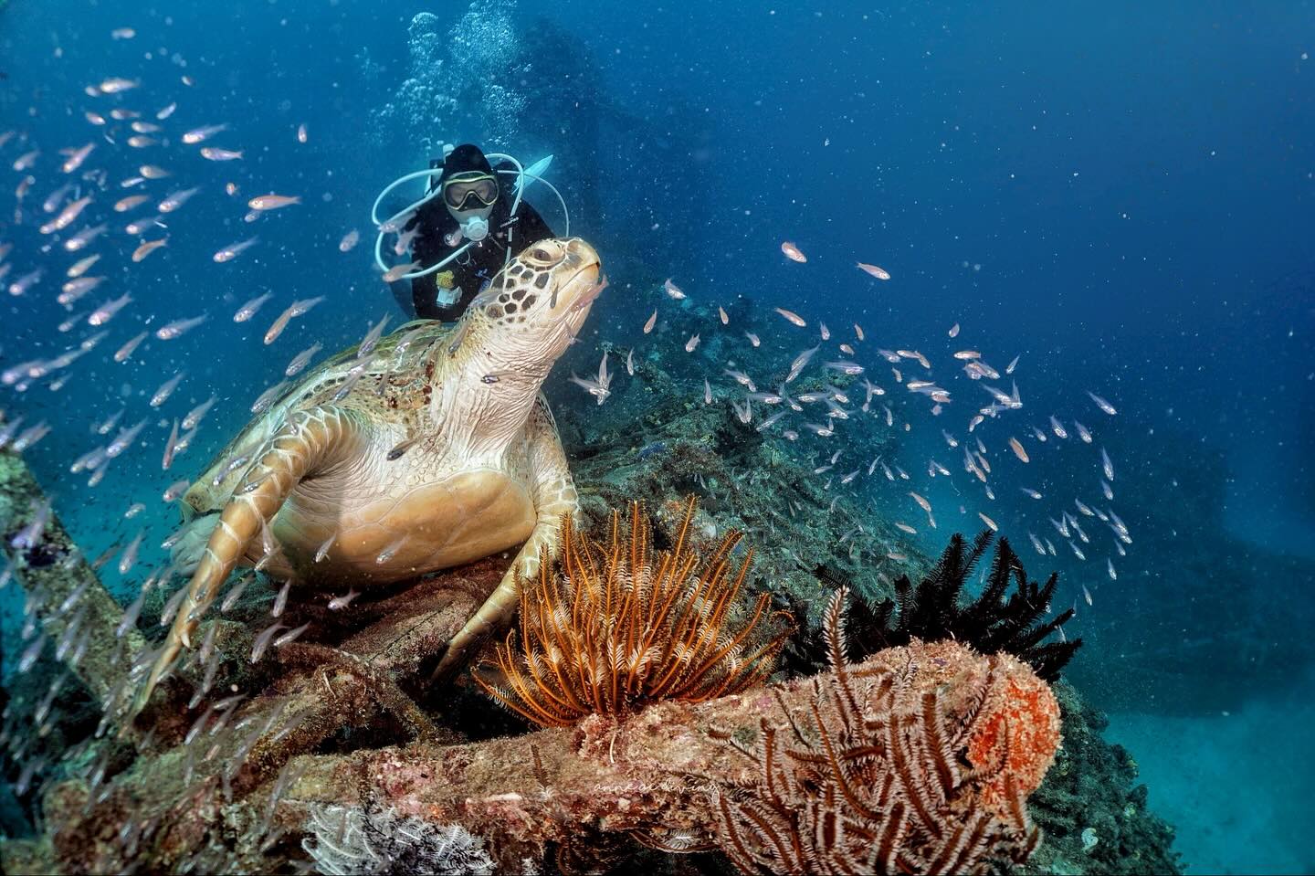 บุ๋ม - ปนัดดา วงศ์ผู้ดี