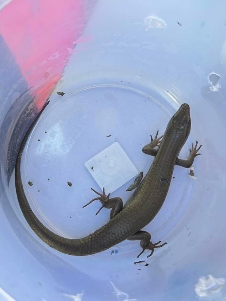 บุ๋ม - ปนัดดา วงศ์ผู้ดี