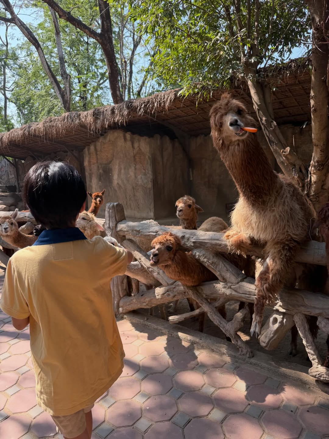แพท - ณปภา ตันตระกูล