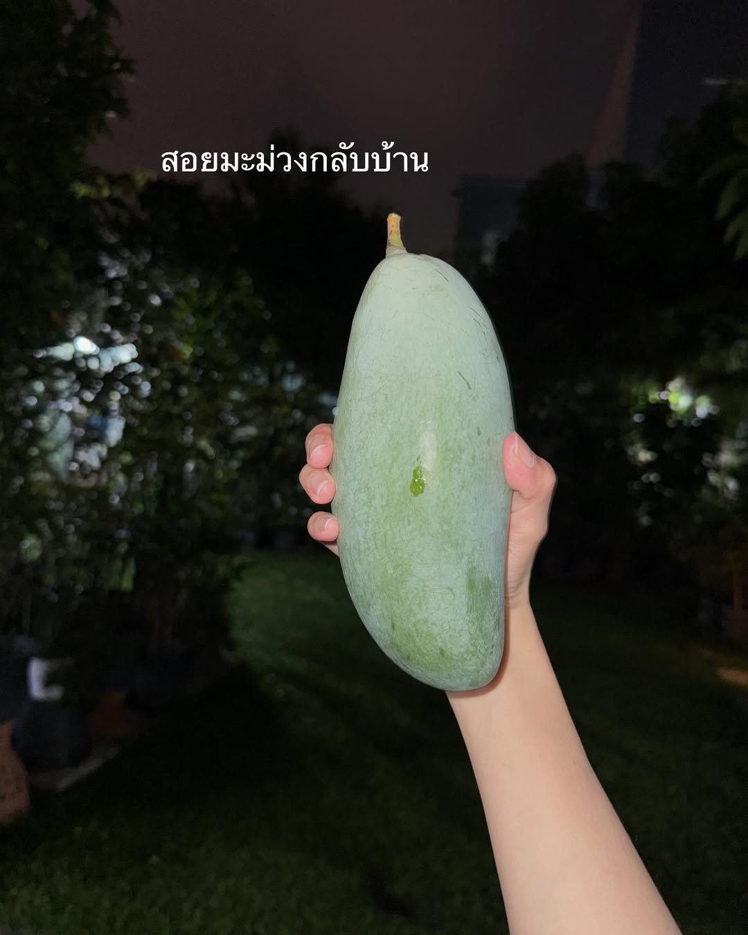พิกเล็ท - ชาราฎา อิมราพร