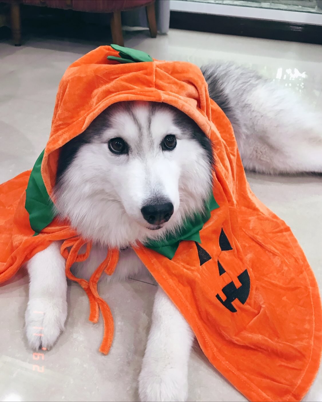 พิกเล็ท - ชาราฎา อิมราพร