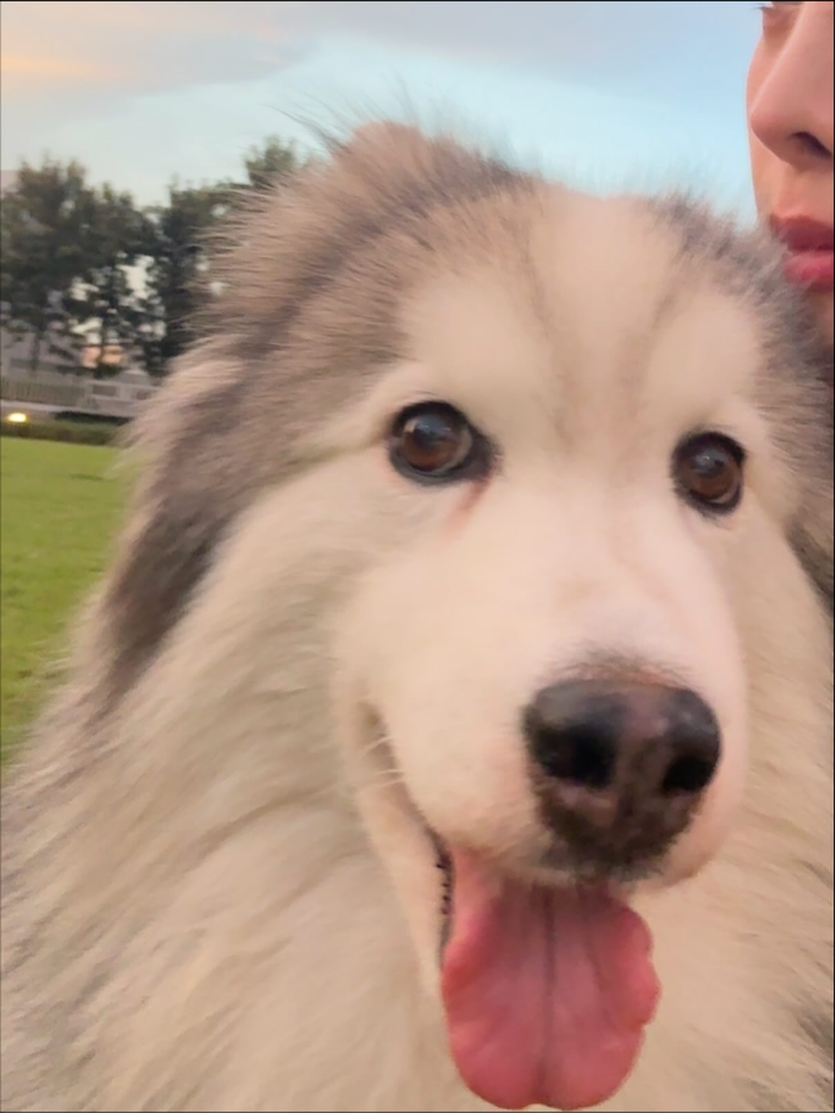 พิกเล็ท - ชาราฎา อิมราพร