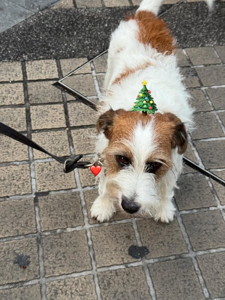 พิกเล็ท - ชาราฎา อิมราพร