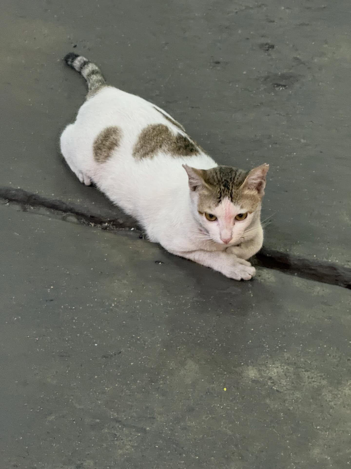 พิกเล็ท - ชาราฎา อิมราพร