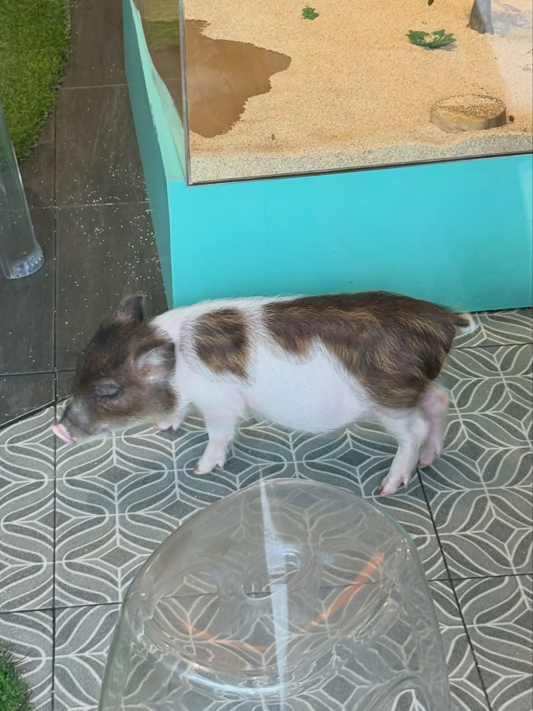 พิกเล็ท - ชาราฎา อิมราพร