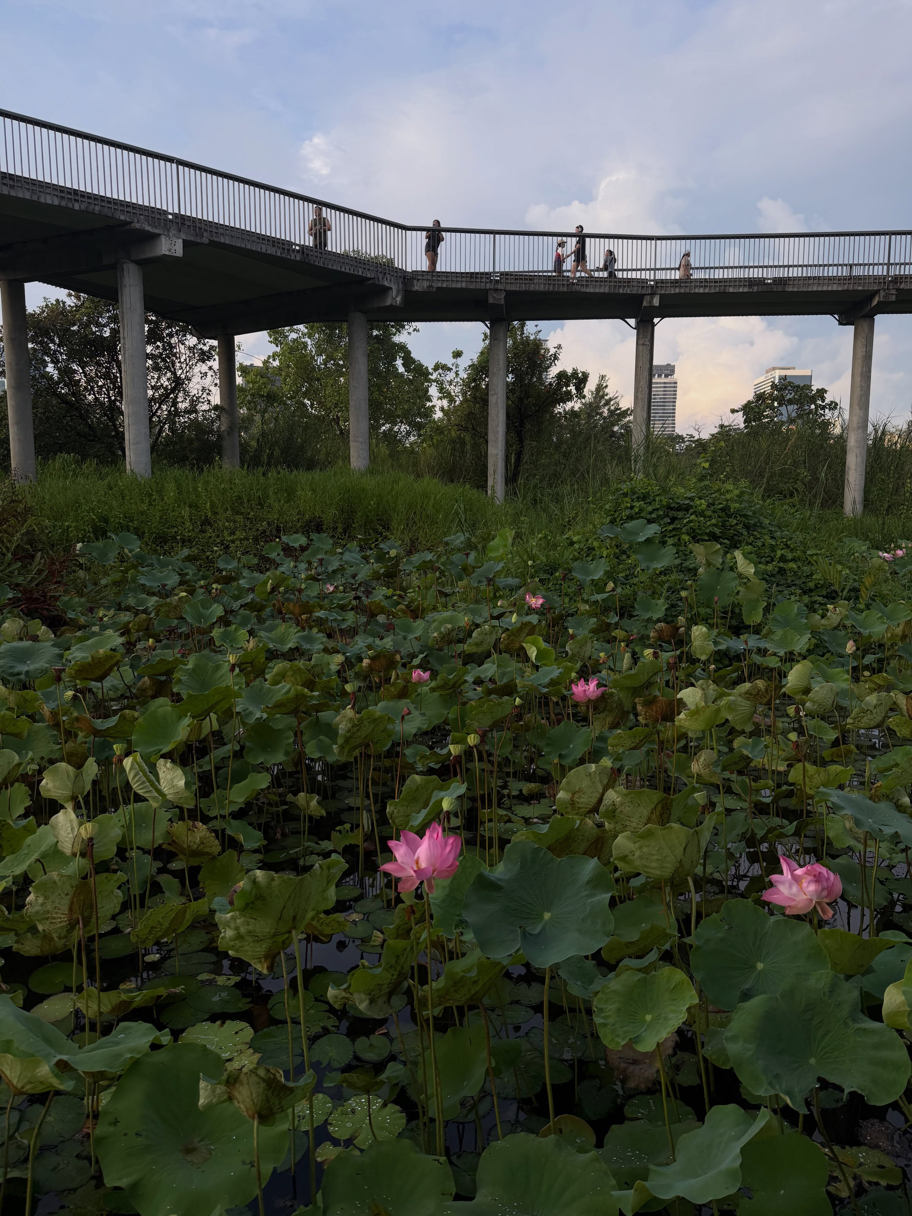 พิกเล็ท - ชาราฎา อิมราพร