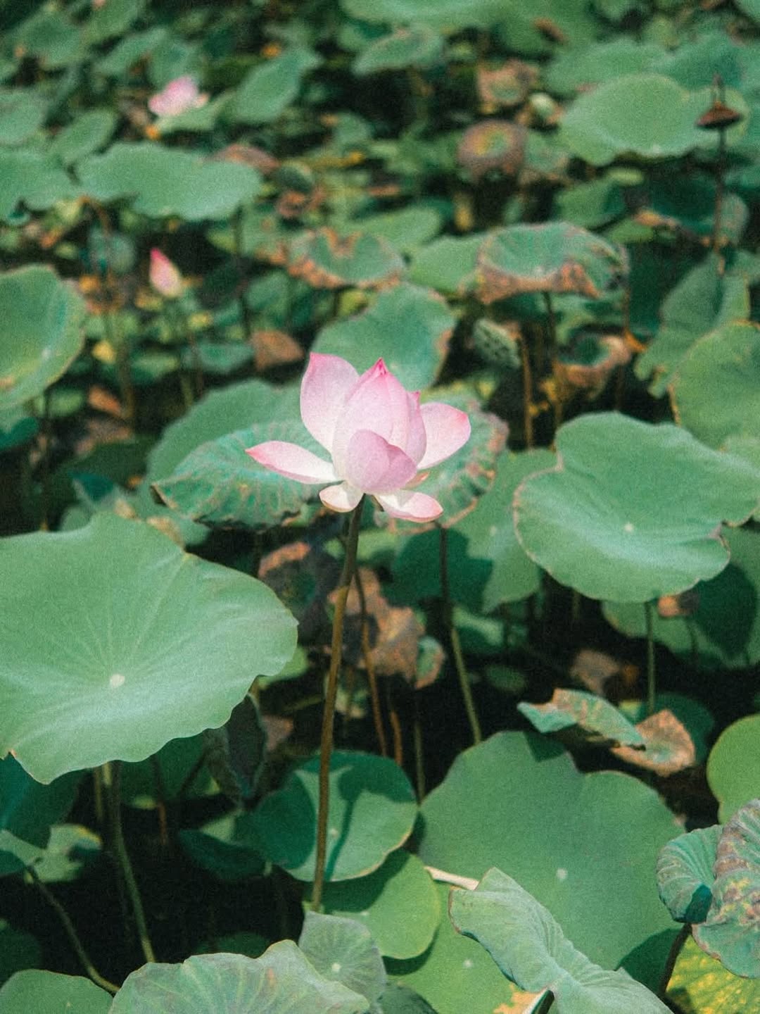 เอิร์ธ - กัษมนณัฏฐ์ นามวิโรจน์