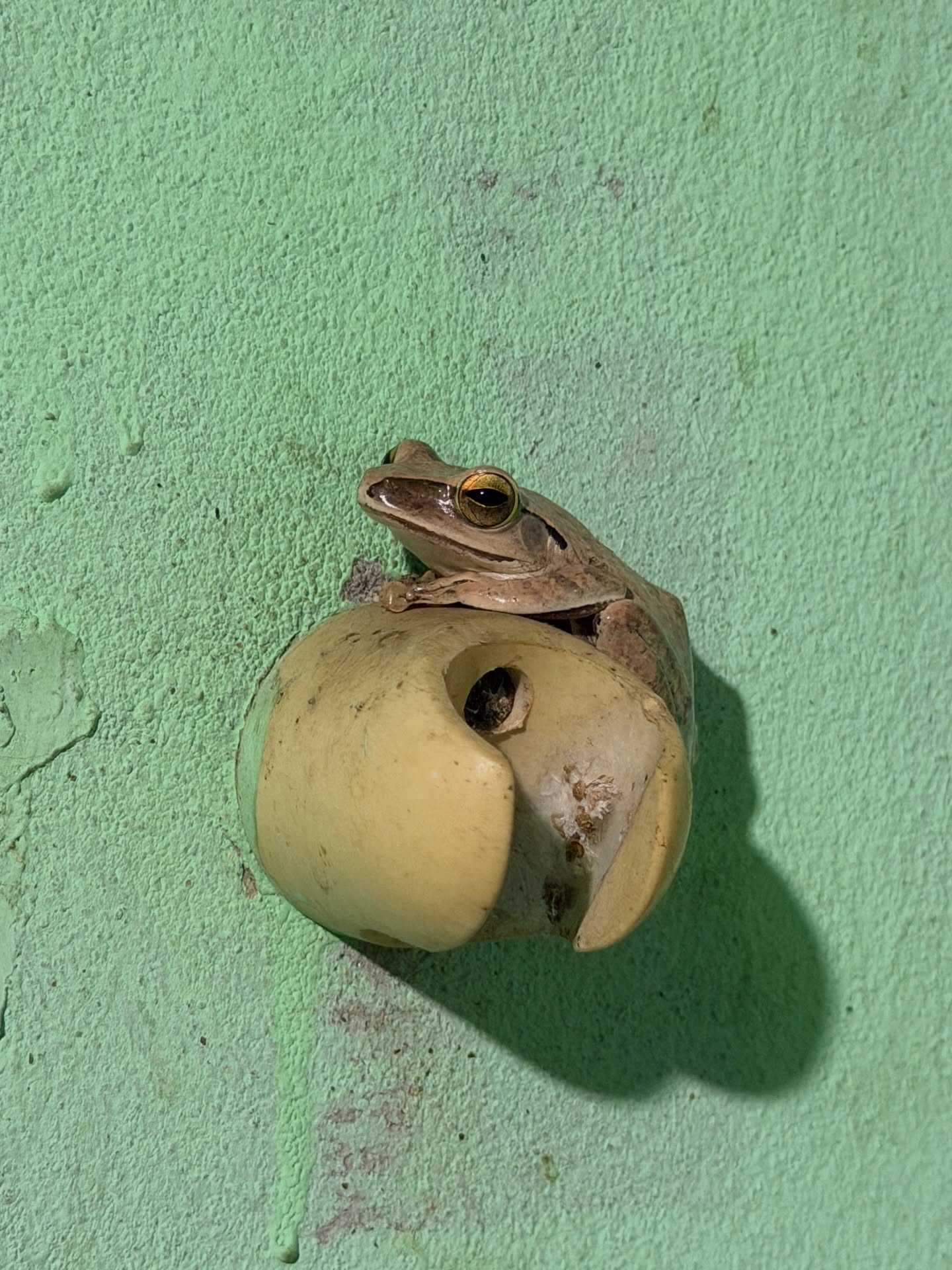 เอิร์ธ - กัษมนณัฏฐ์ นามวิโรจน์