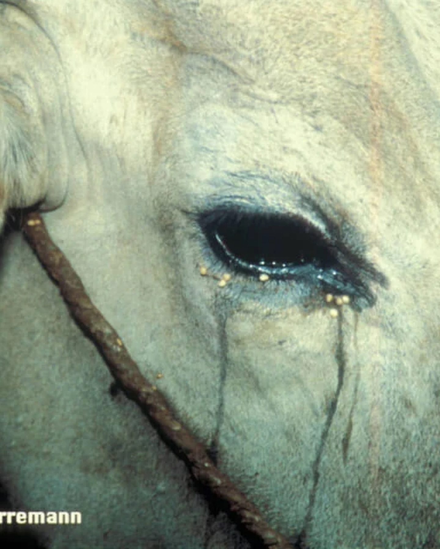 มารีญา พูลเลิศลาภ