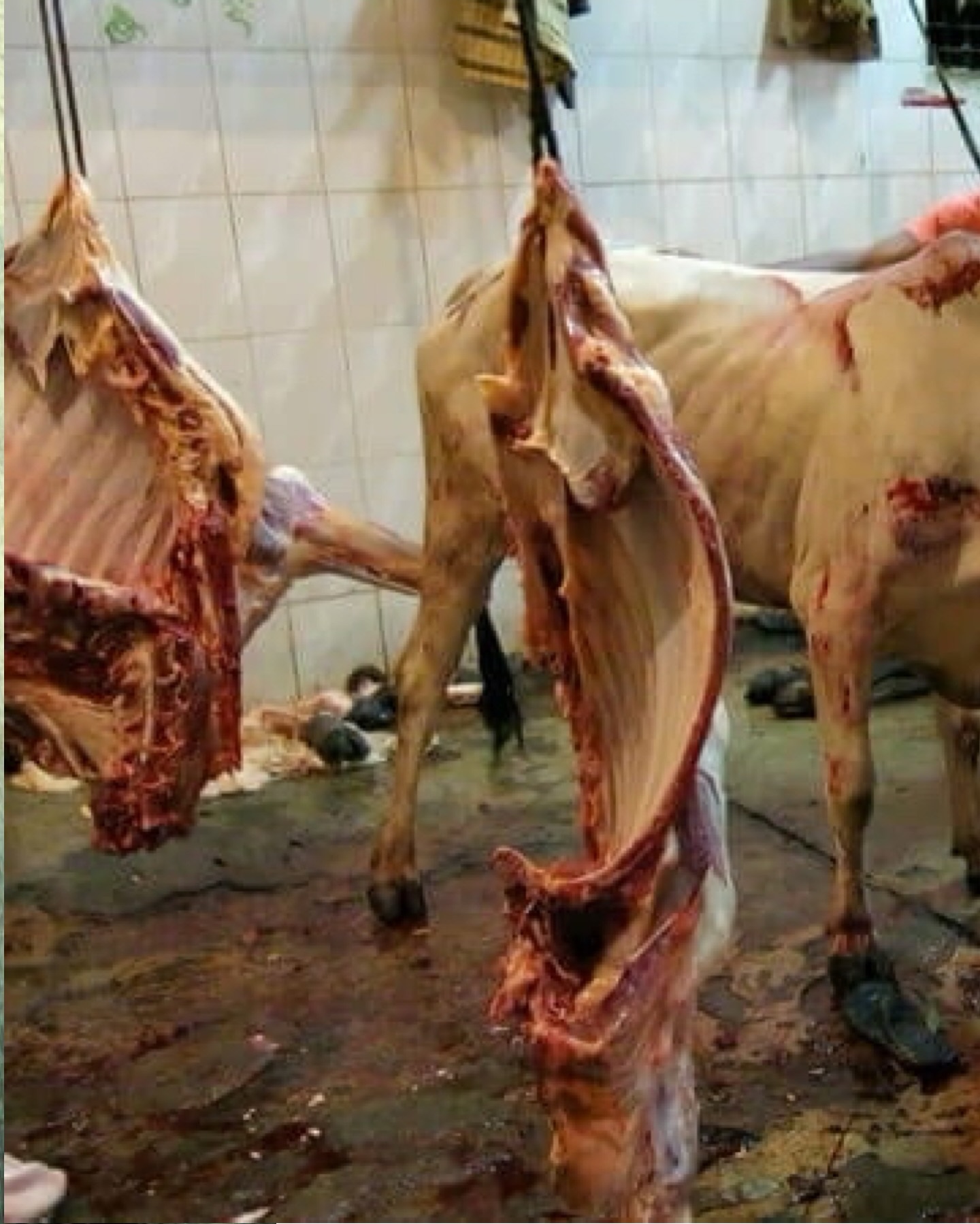 มารีญา พูลเลิศลาภ