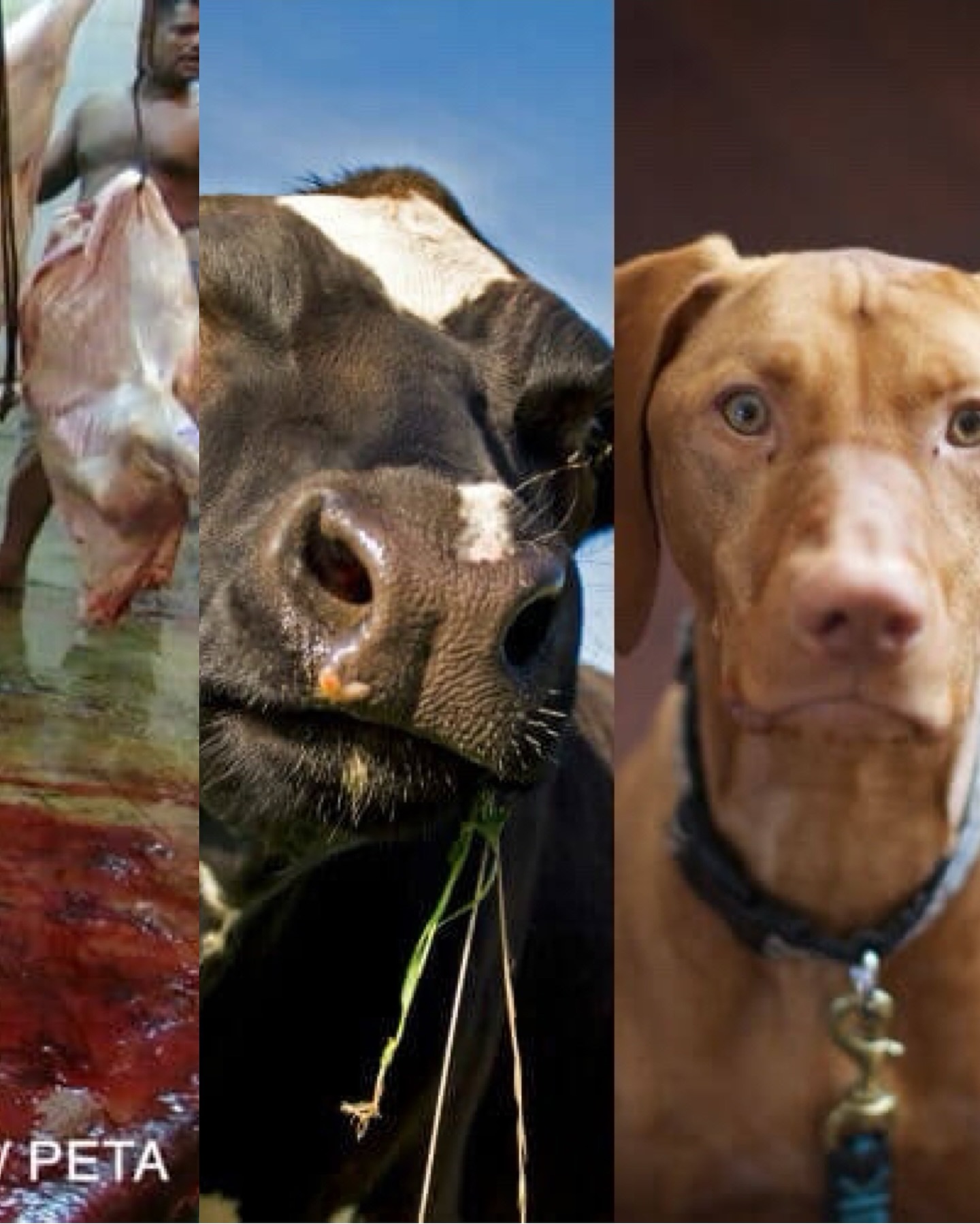 มารีญา พูลเลิศลาภ