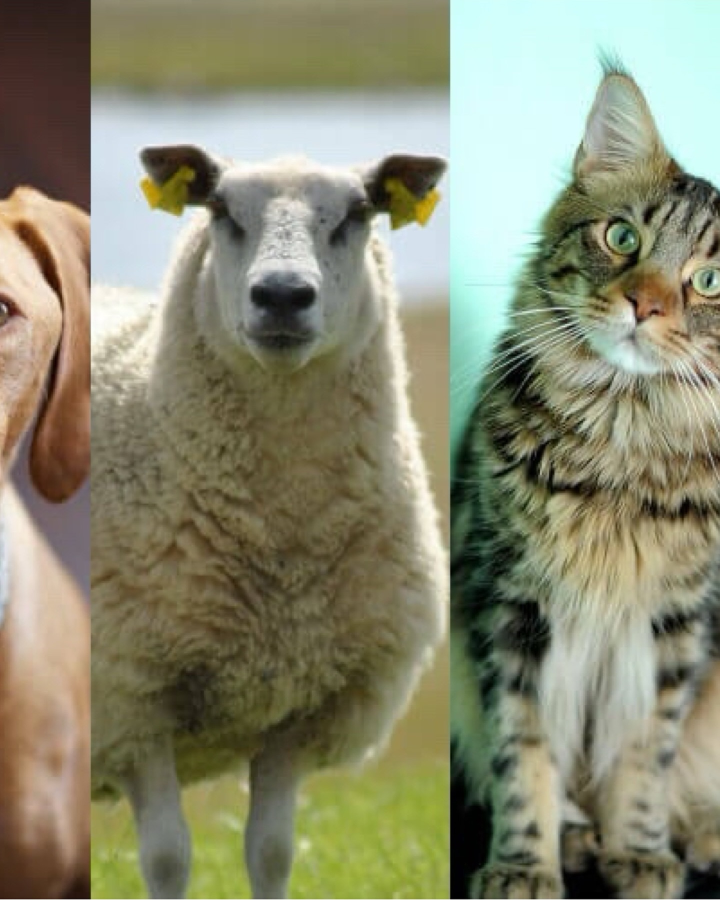 มารีญา พูลเลิศลาภ