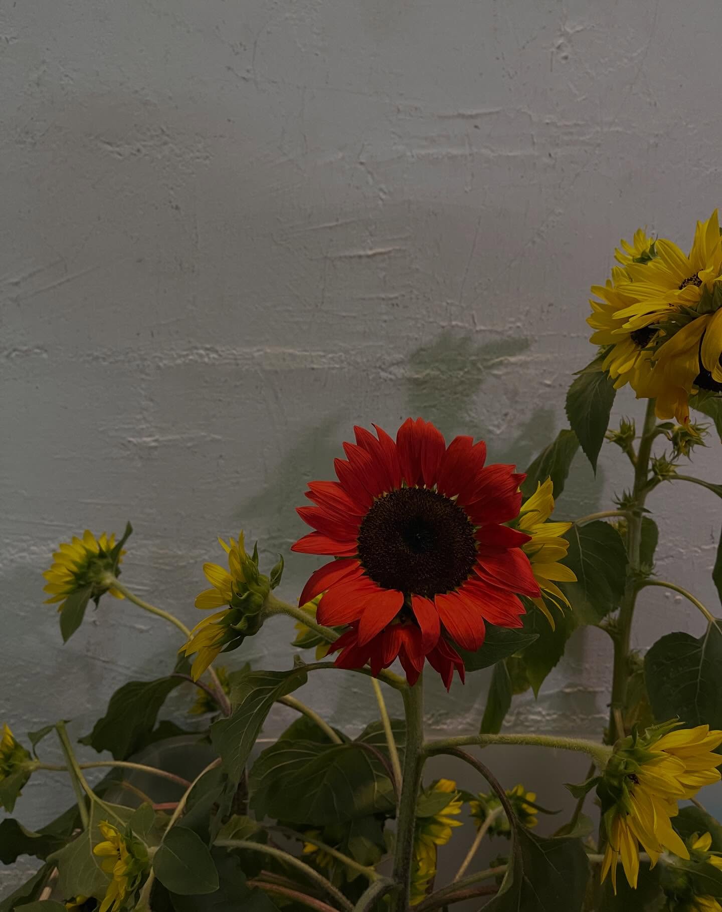 จา - พชร สวนศรี