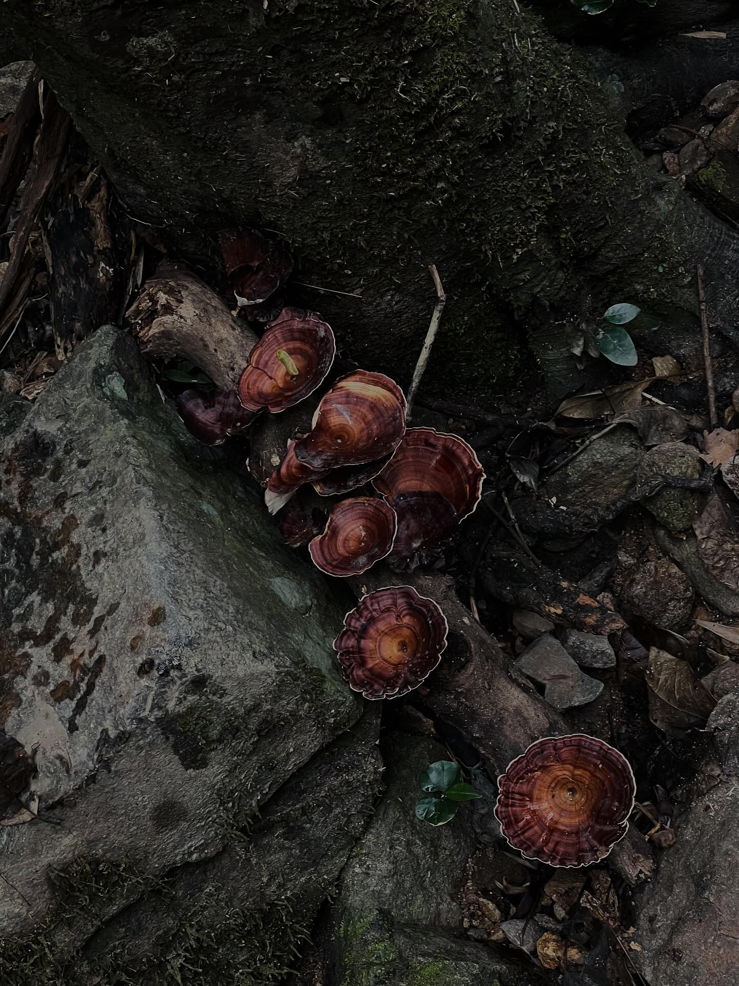 จา - พชร สวนศรี