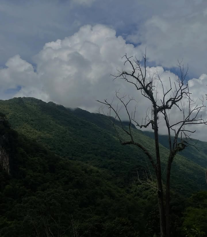 จา - พชร สวนศรี