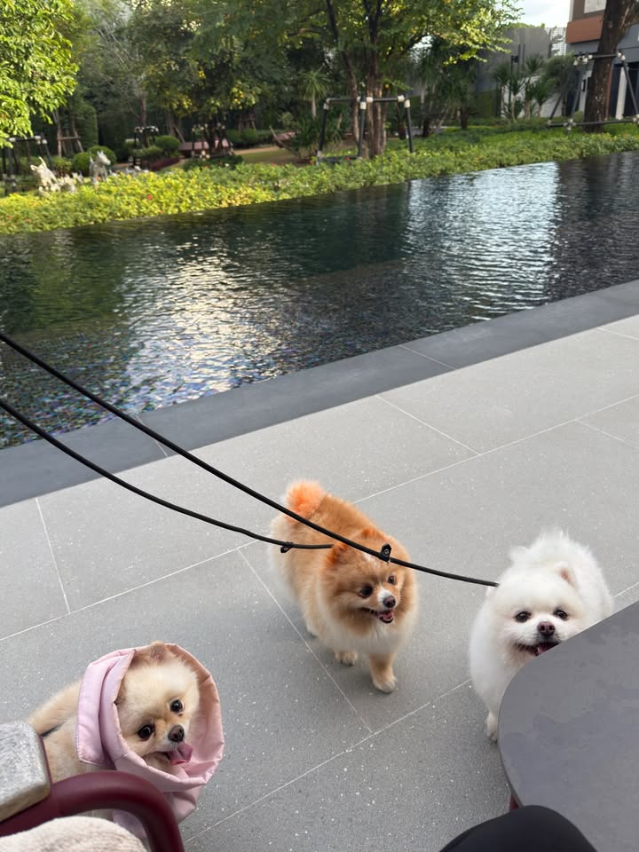 ไมค์ - ภัทรเดช สงวนความดี